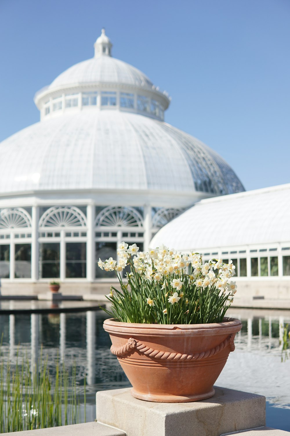 a potted plant in front of a large white building