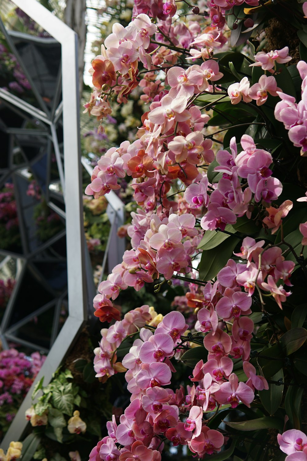 a tree with pink flowers