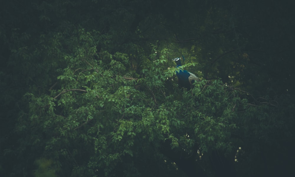 a person in a forest