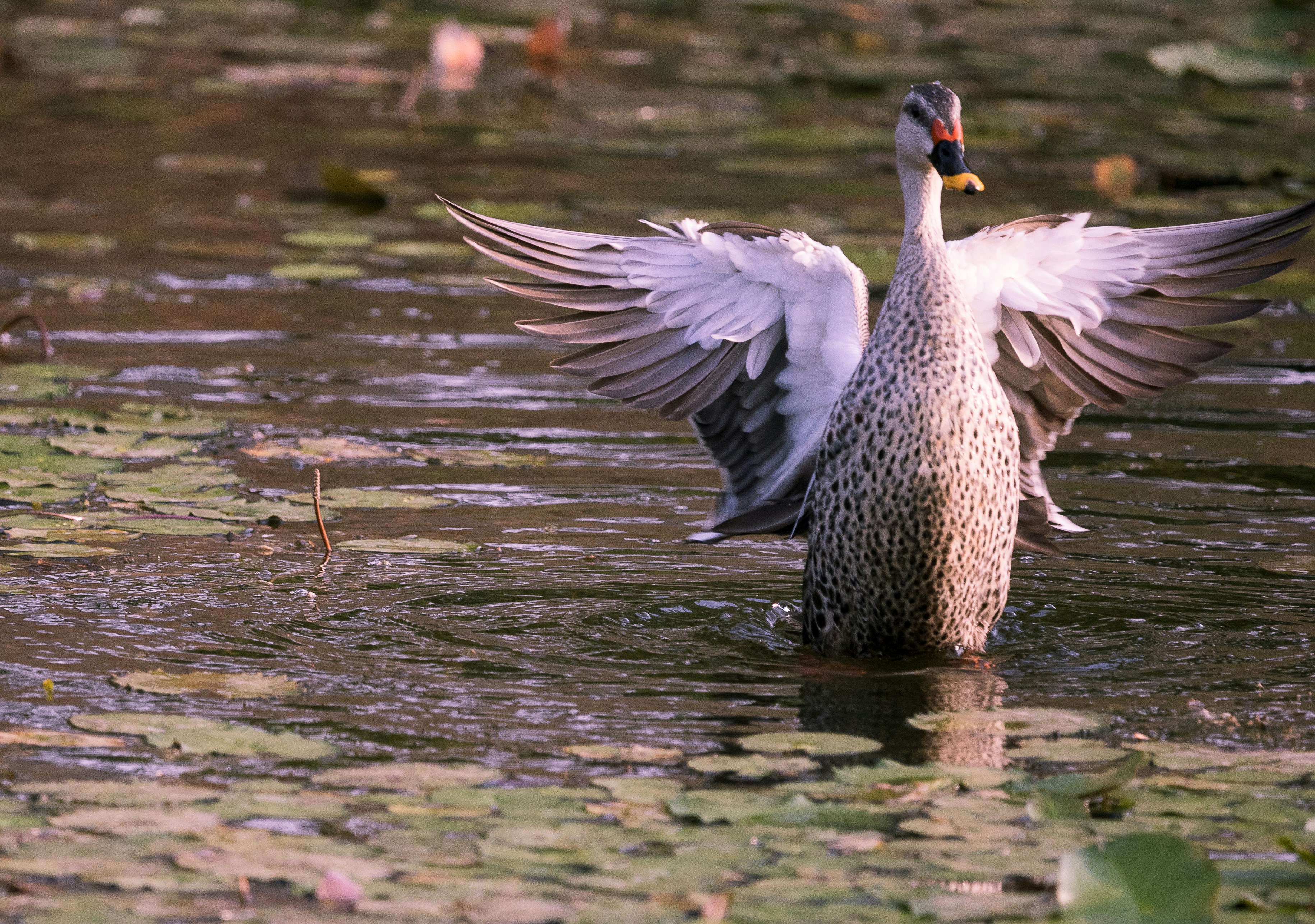 Photo by wildandbeyondbyvivek