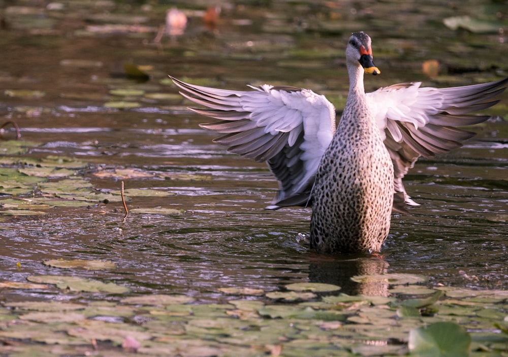 a bird flying over water