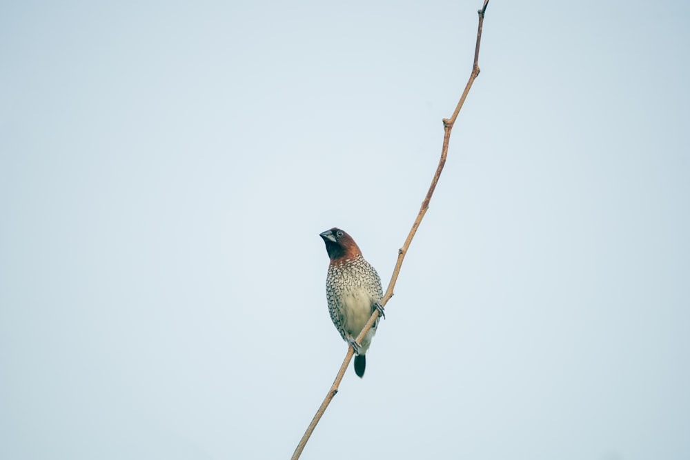 two birds sitting on a branch