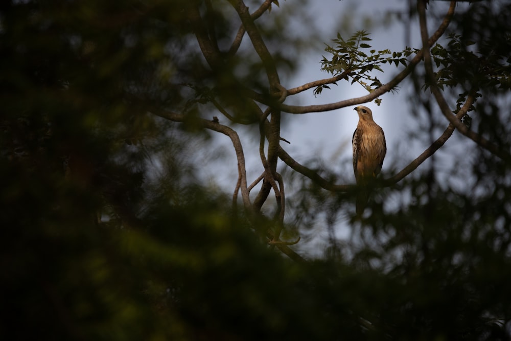 a bird sitting on a tree branch