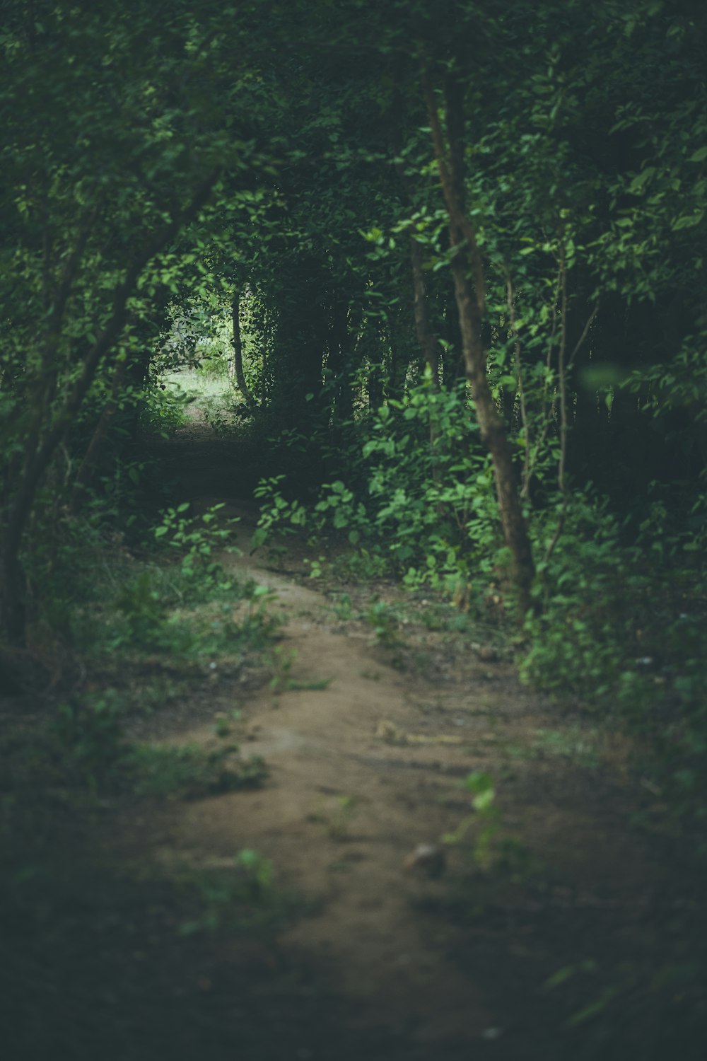 a dirt path through a forest