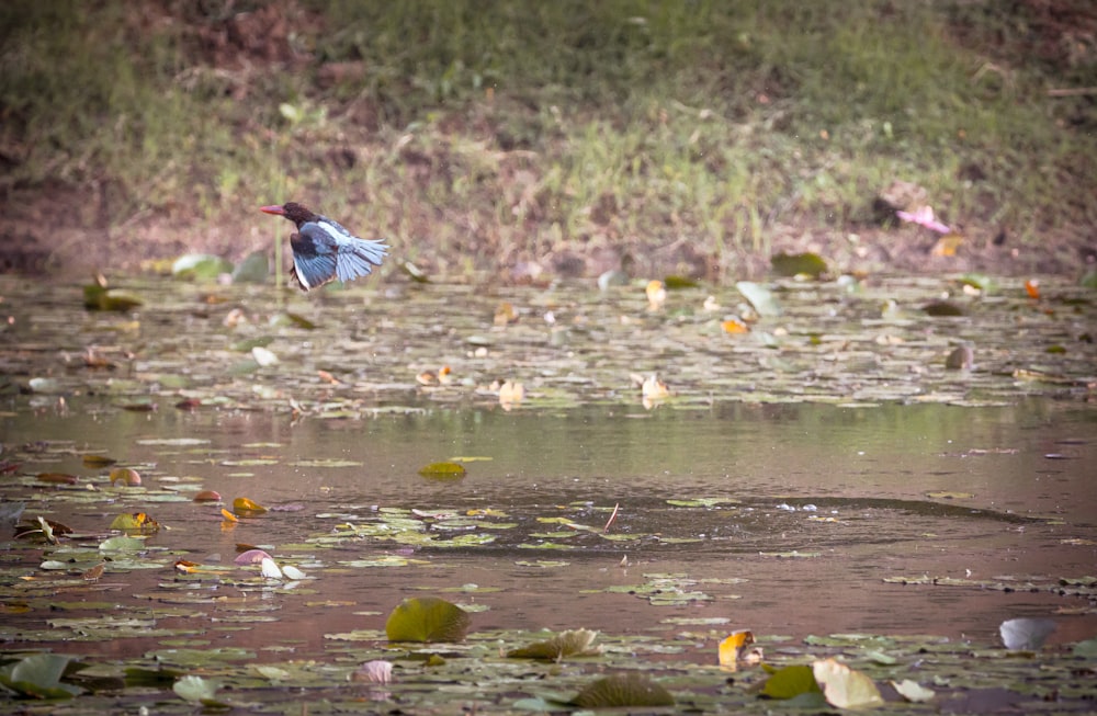 a bird standing in a shallow body of water