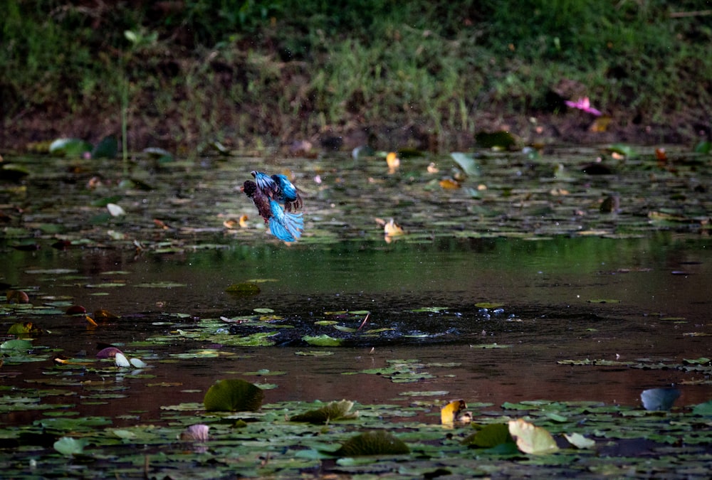 a butterfly on a log in a pond