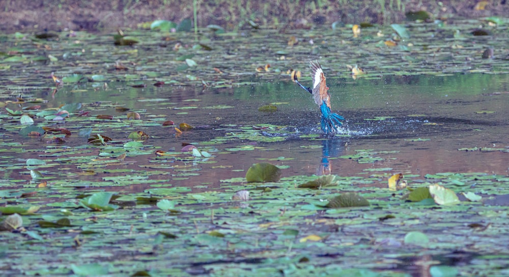 a person swimming in a body of water