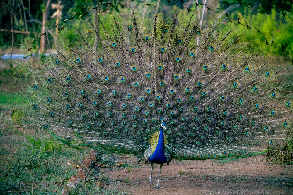 a peacock with its feathers spread