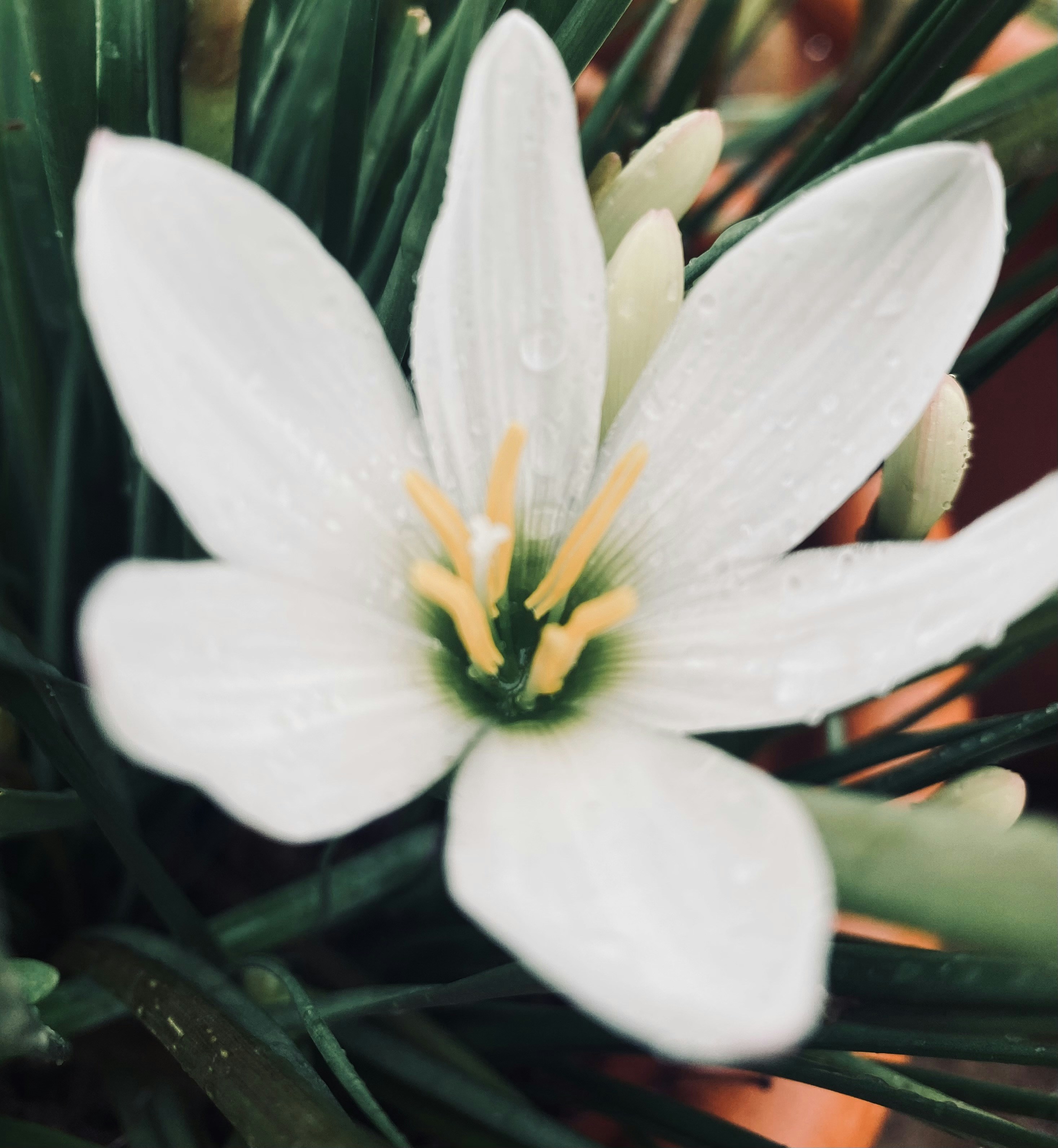 Photo by ramayanamrishika2100