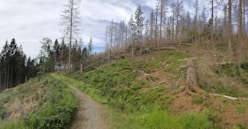 a dirt path through a forest