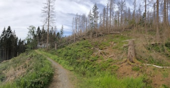 a dirt path through a forest