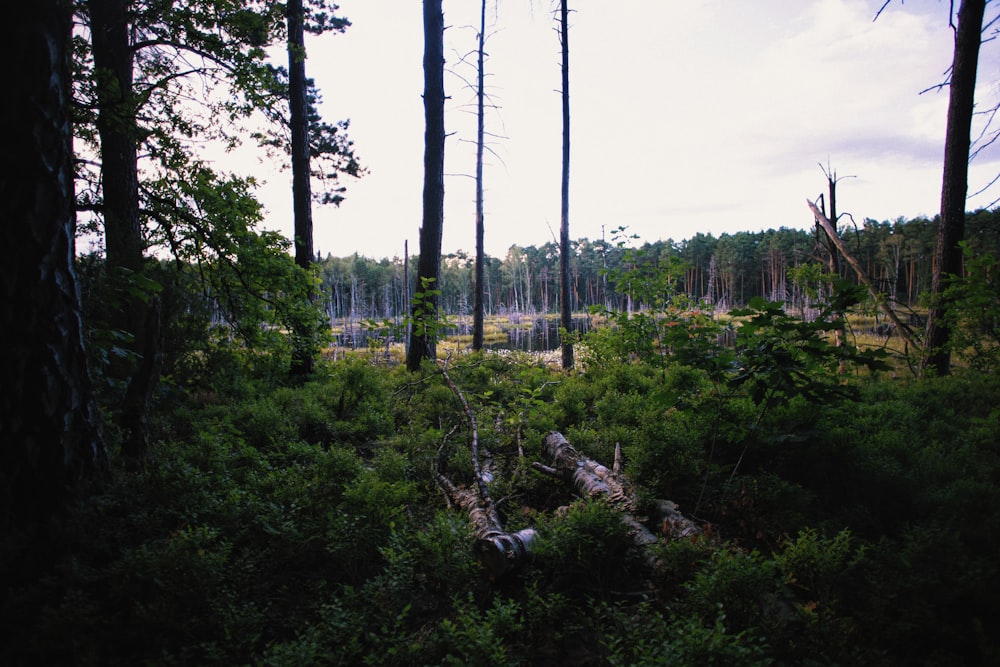 a forest with trees