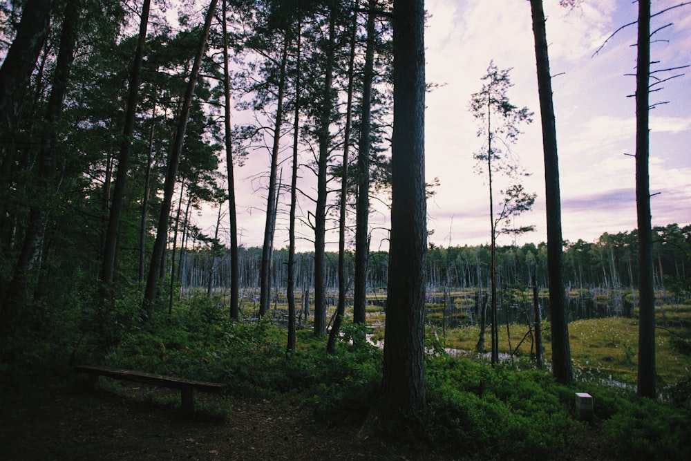 a forest with trees