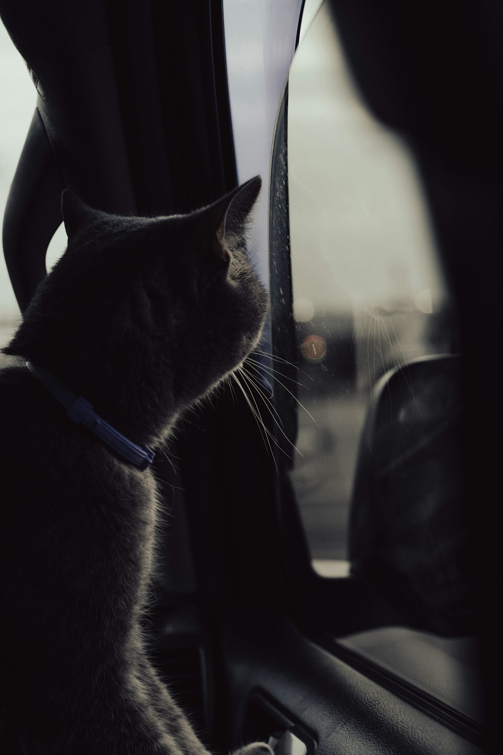 um gato olhando pela janela