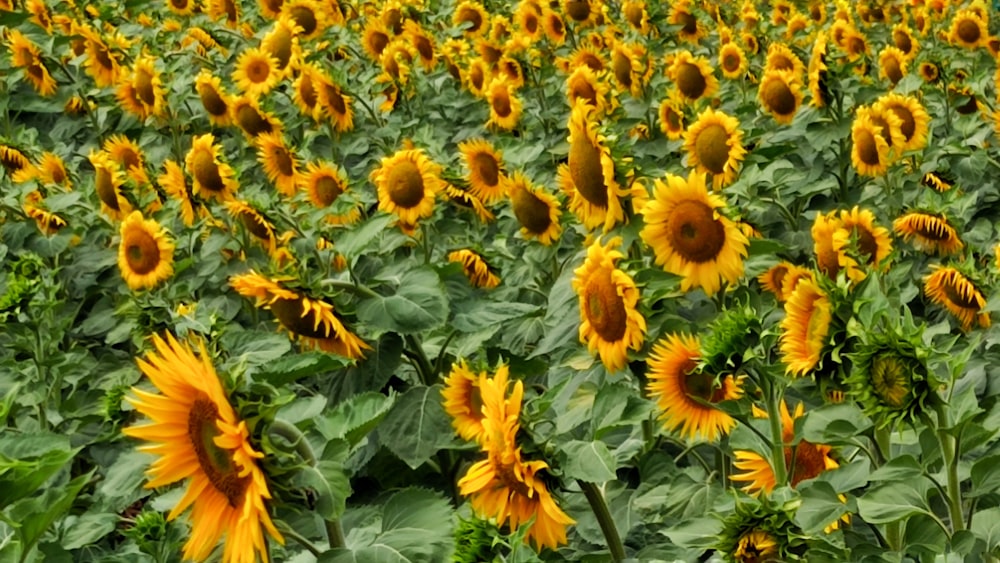 a field of sunflowers