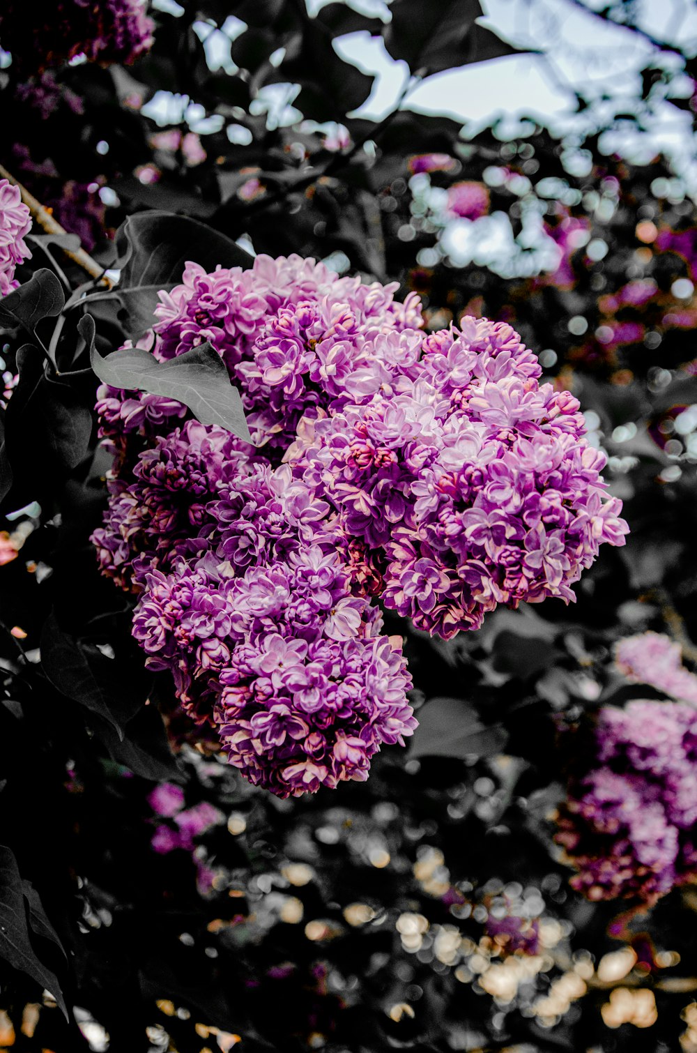 a purple flower with white spots