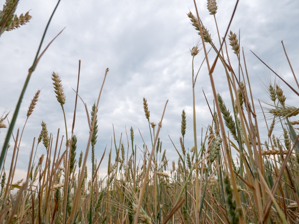 a field of wheat