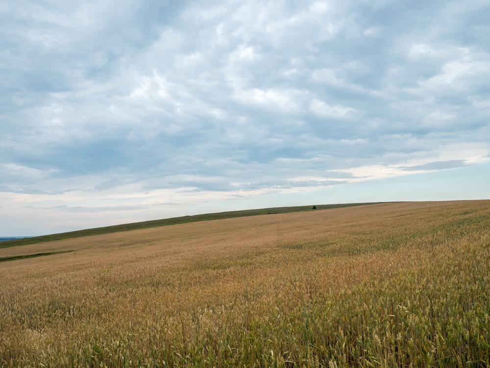 a grassy field with a blue sky