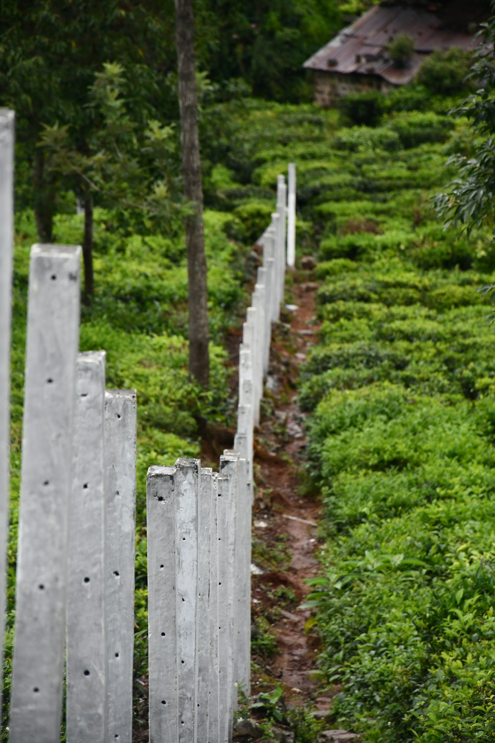 a wooden fence in a wooded area