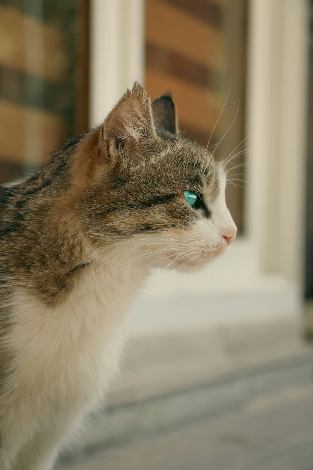 a cat looking out a window