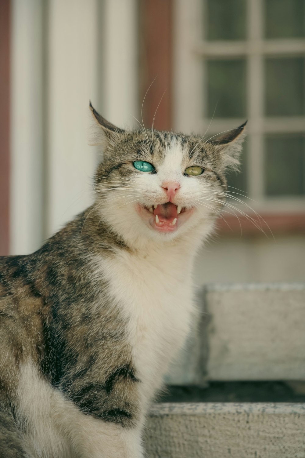 a cat with its mouth open