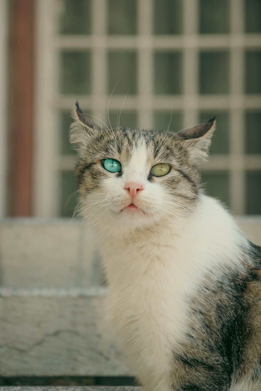 um gato olhando para a câmera