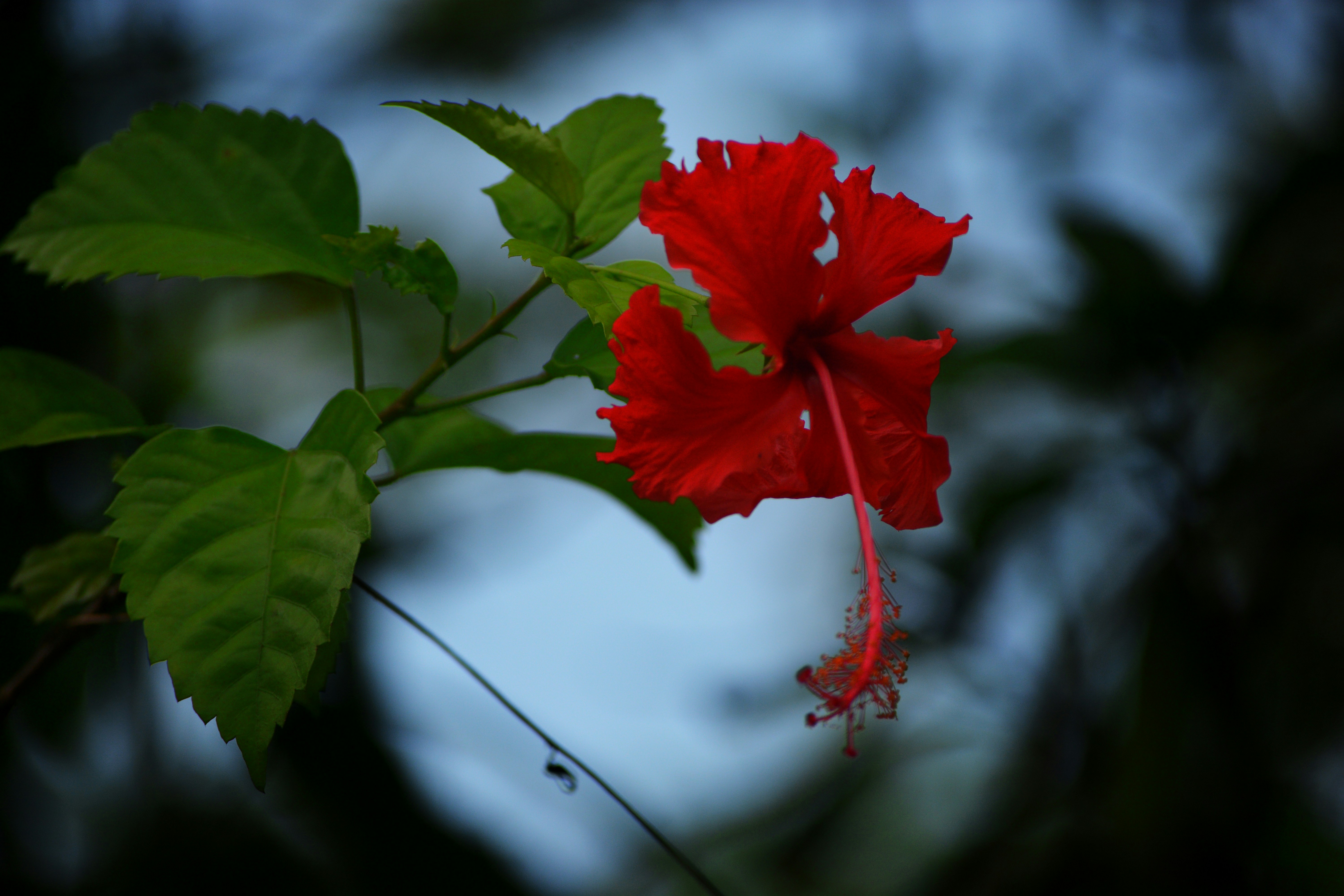 Photo by maheshkulal010