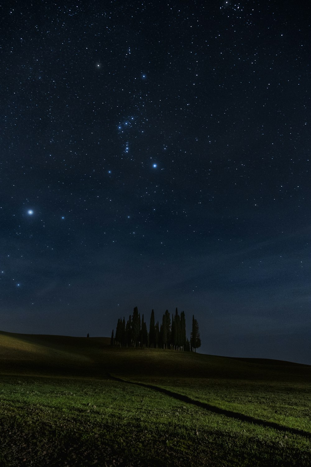 a field with trees and stars in the sky