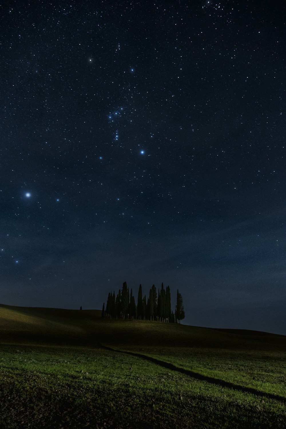 Un campo con árboles y estrellas en el cielo