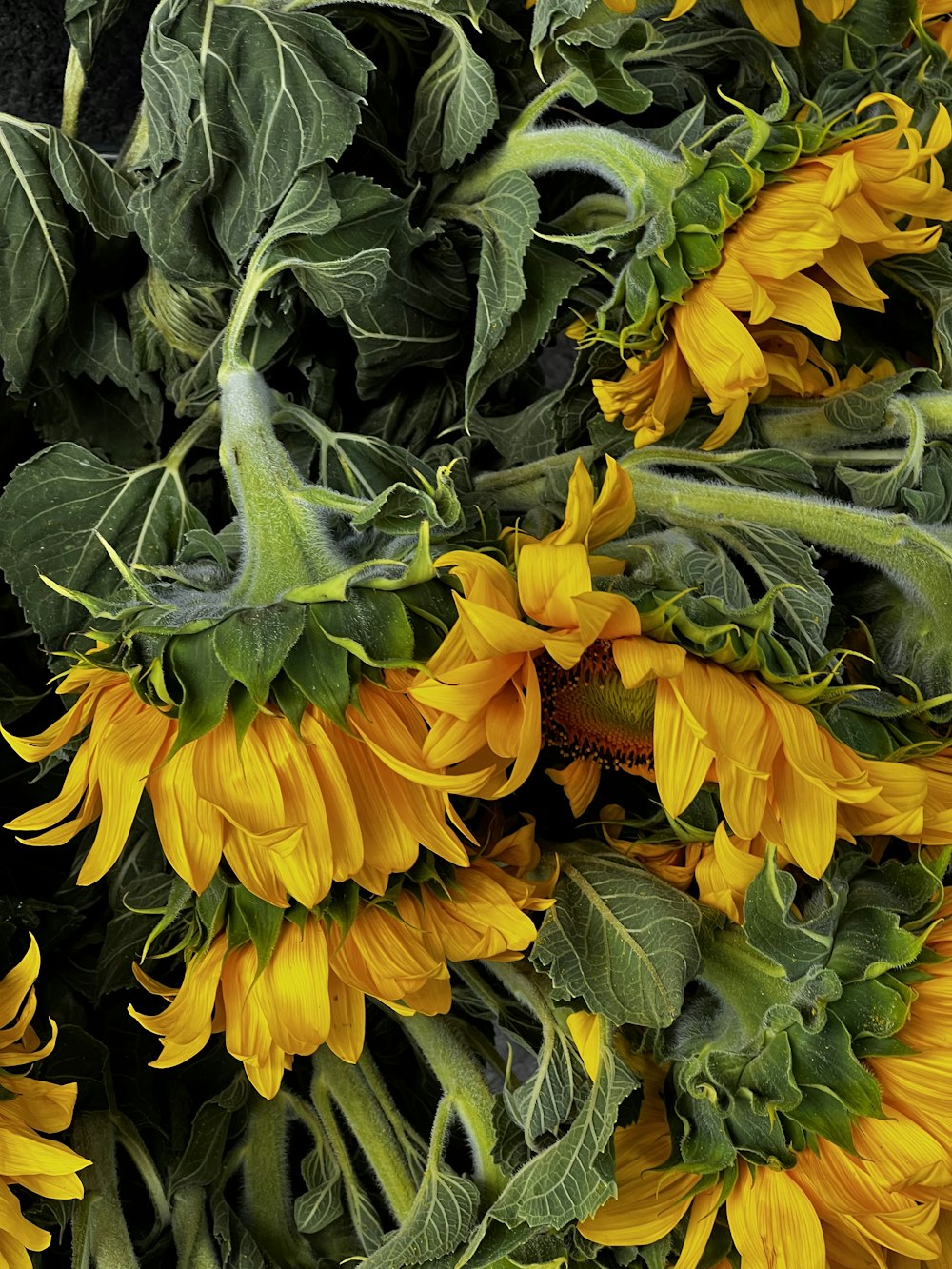 a group of yellow flowers