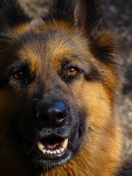 A close-up portrait of a German Shepherd dog with a fluffy coat and intelligent eyes. The fur is dark around the snout and ears, with a lighter, sandy brown color dominating the rest of the face.