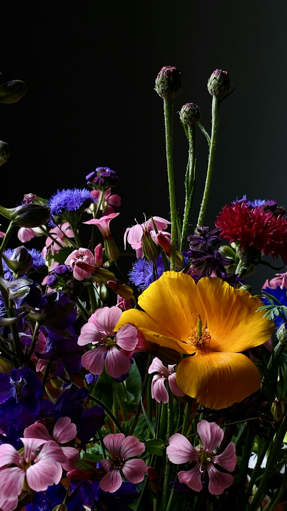 a group of colorful flowers