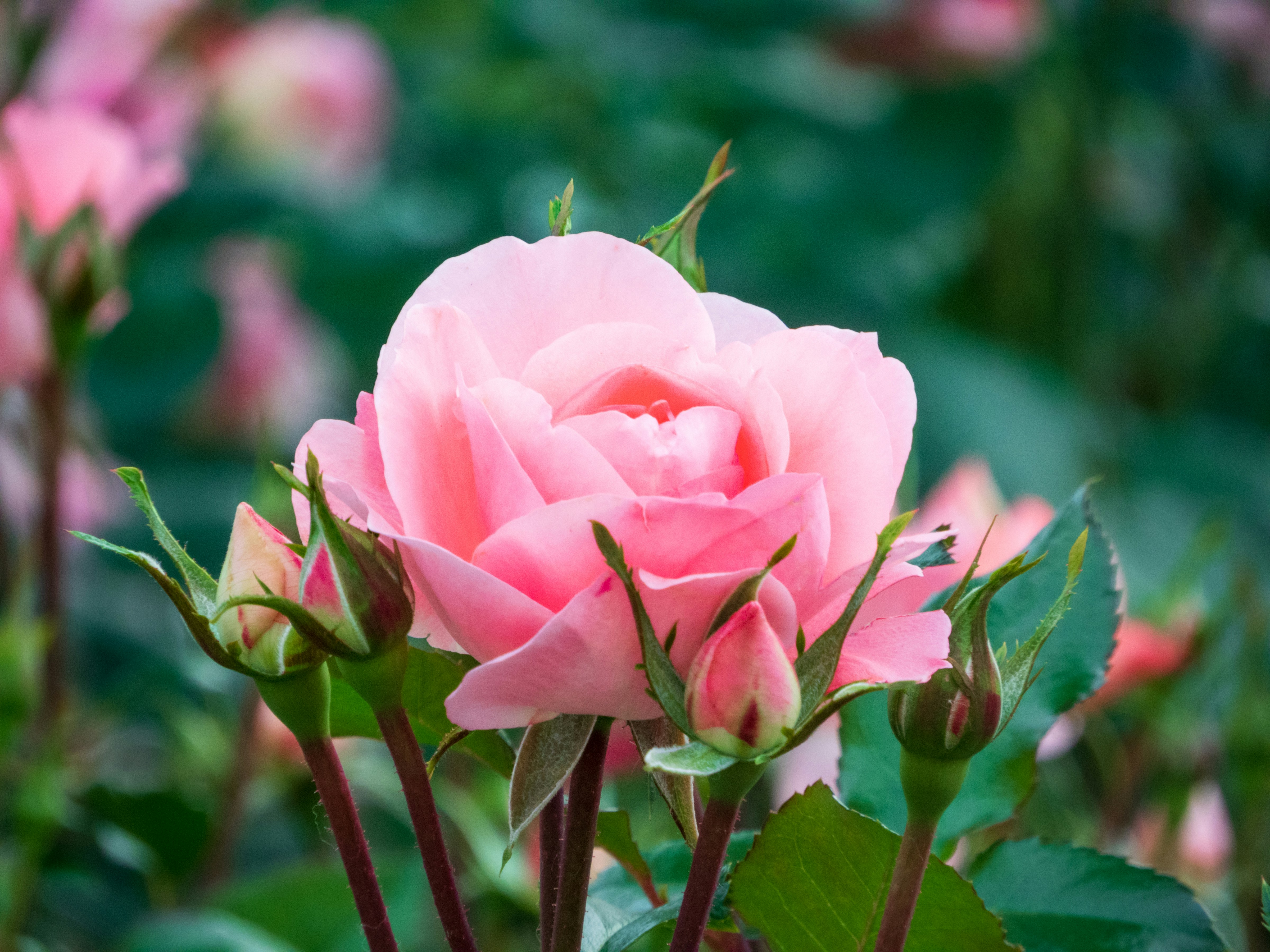 Photo by heppoko_yama