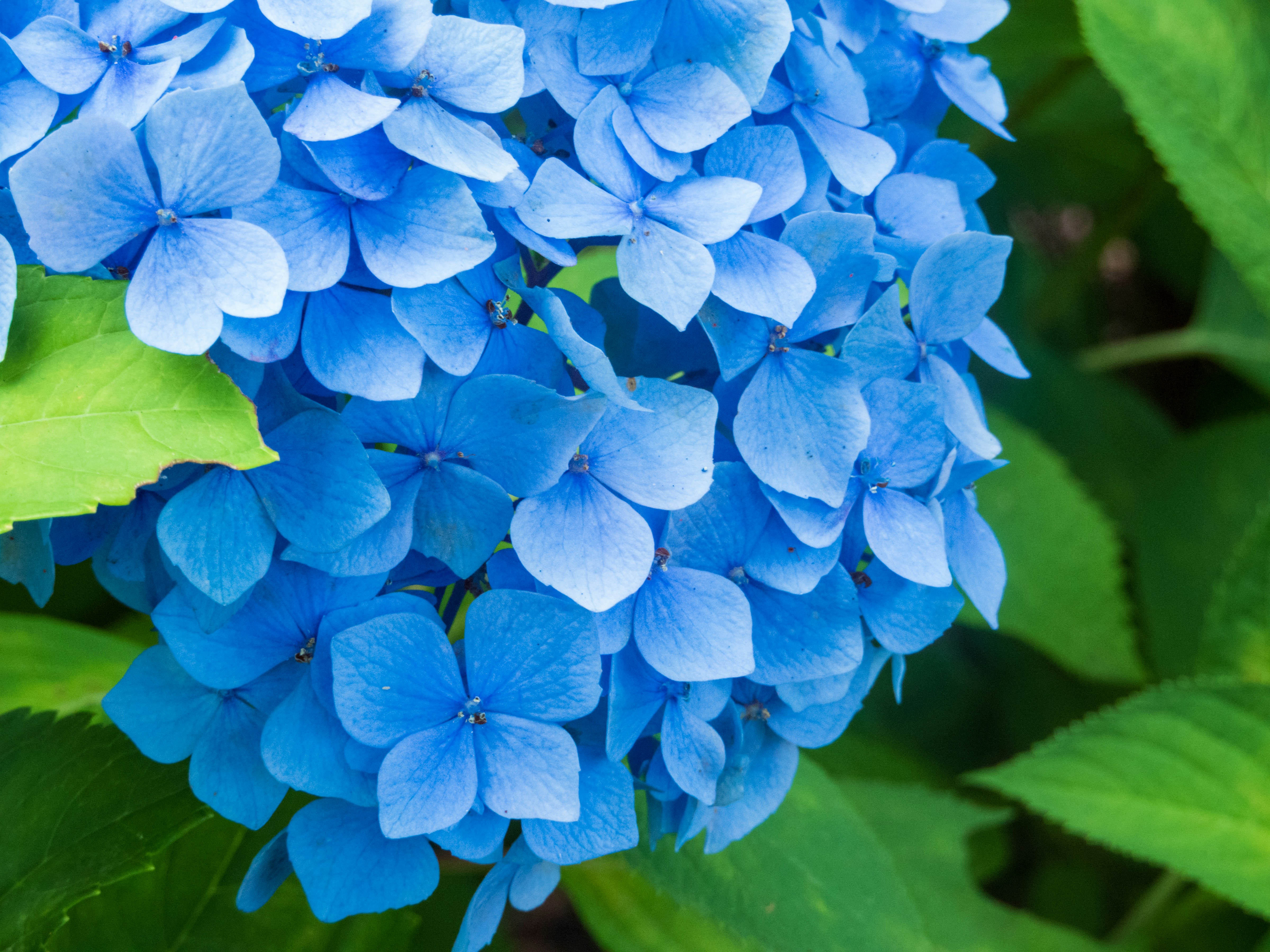 A group of blue flowers photo Free Japan Image on Unsplash