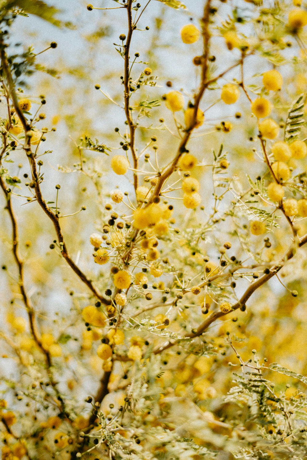 a close up of a tree branch