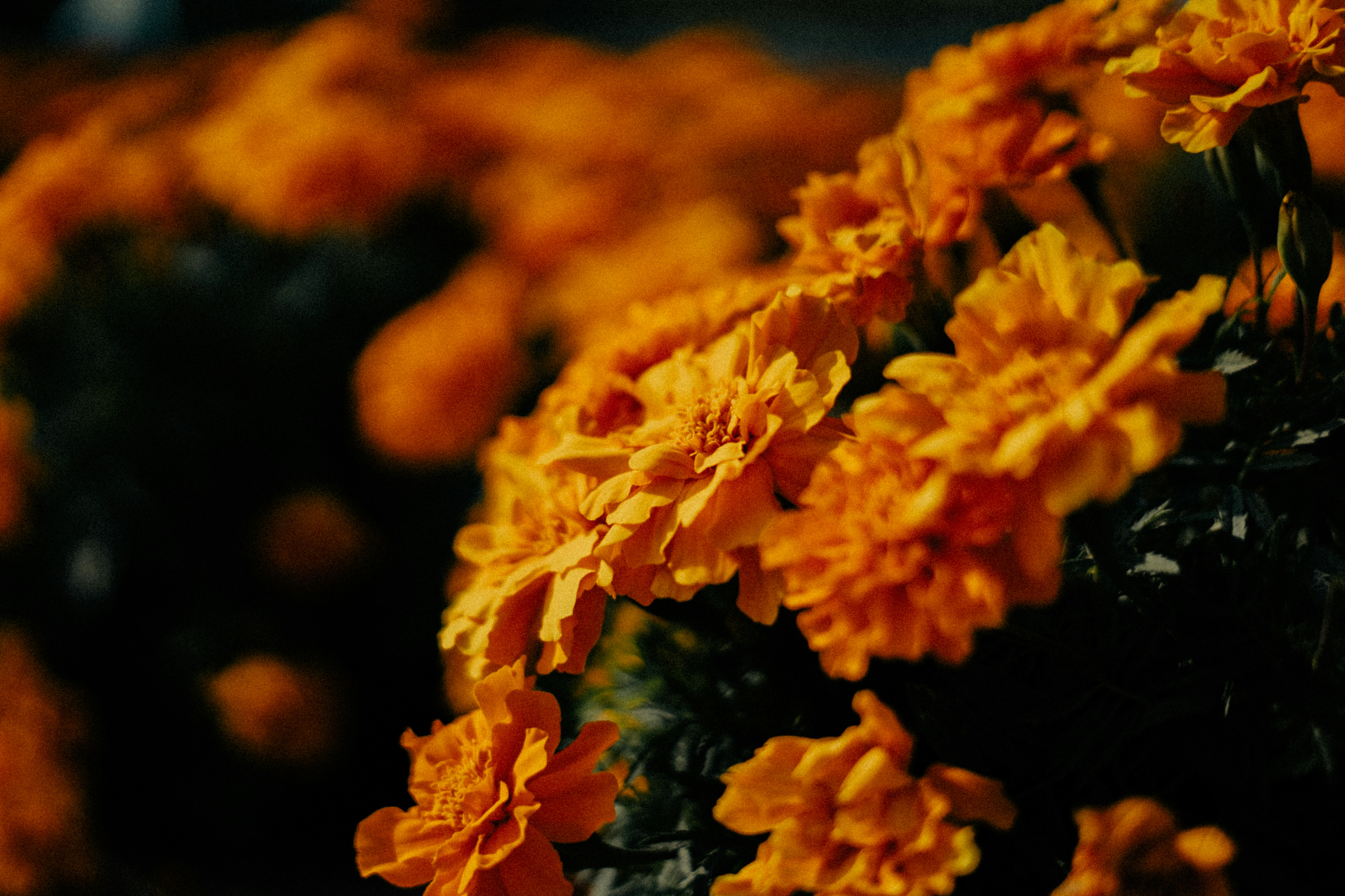 Photo by itadakidesu