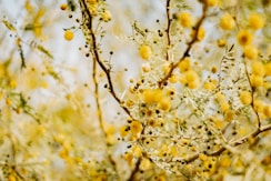a close up of a tree branch
