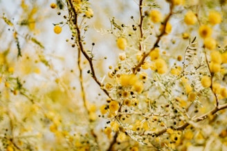 a close up of a tree branch