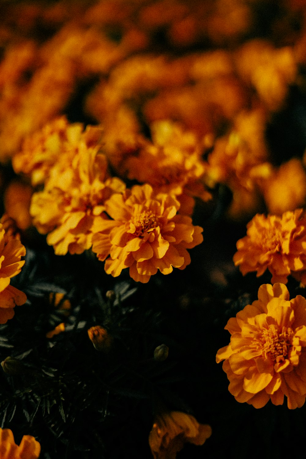 a close up of some flowers