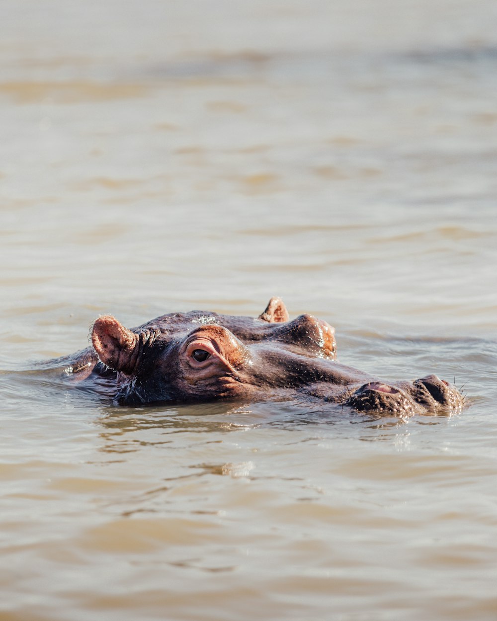 a dog swimming in a body of water