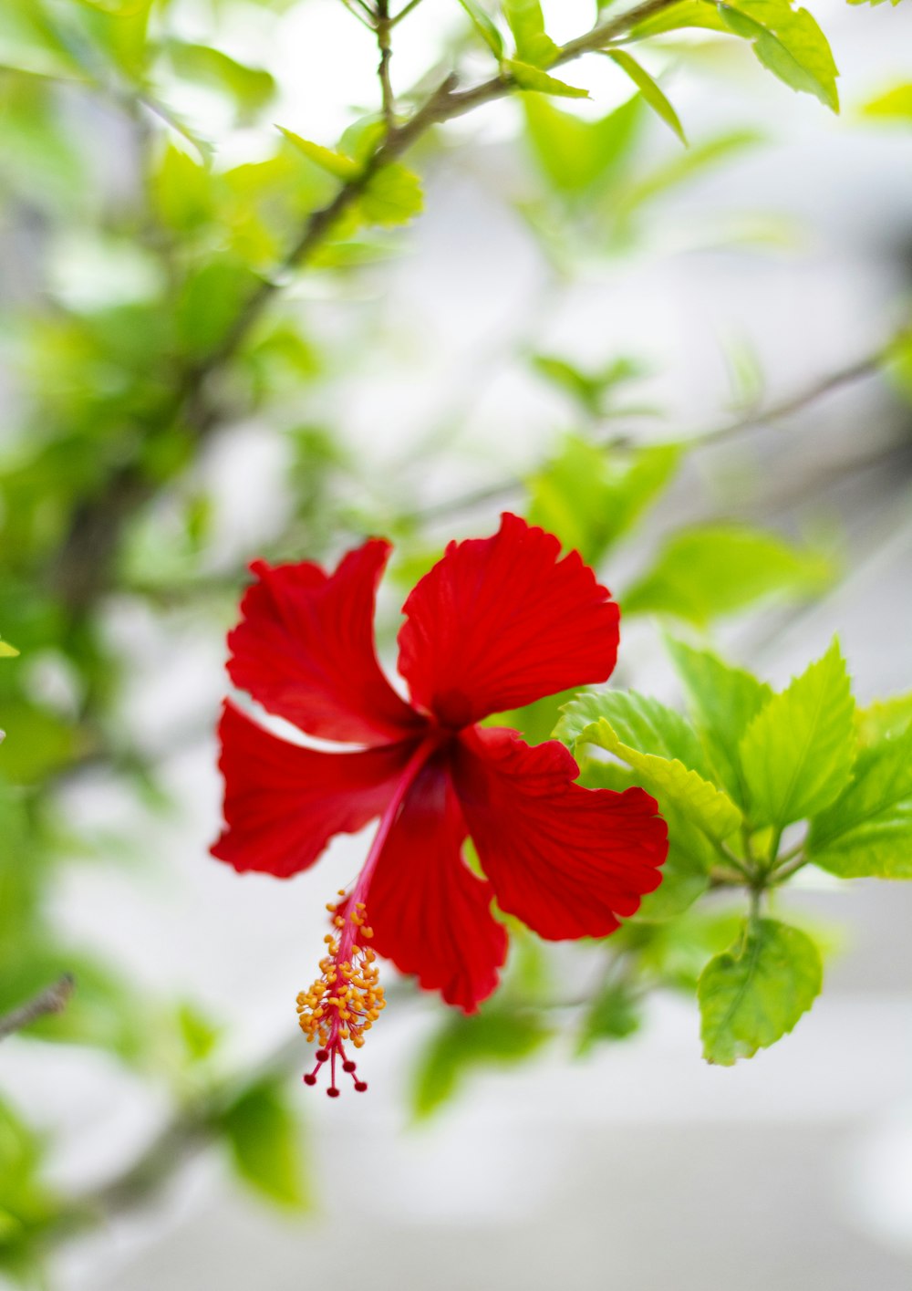 a red flower on a plant