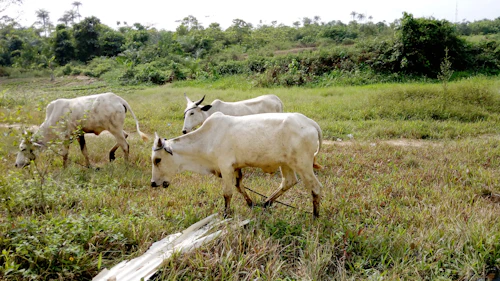 Livestock farming
