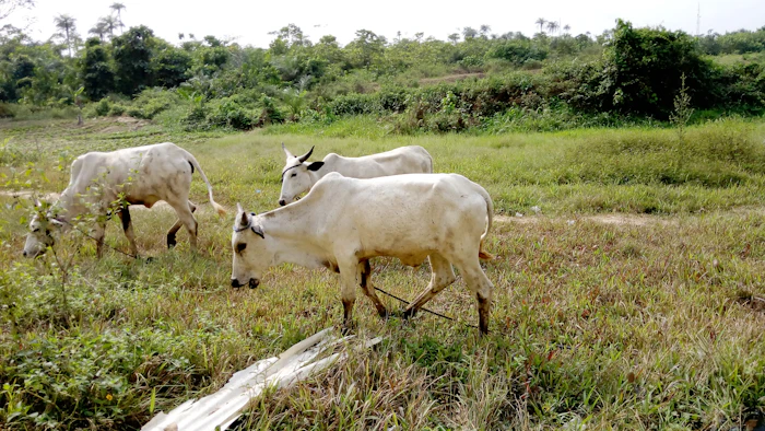Livestock farming training