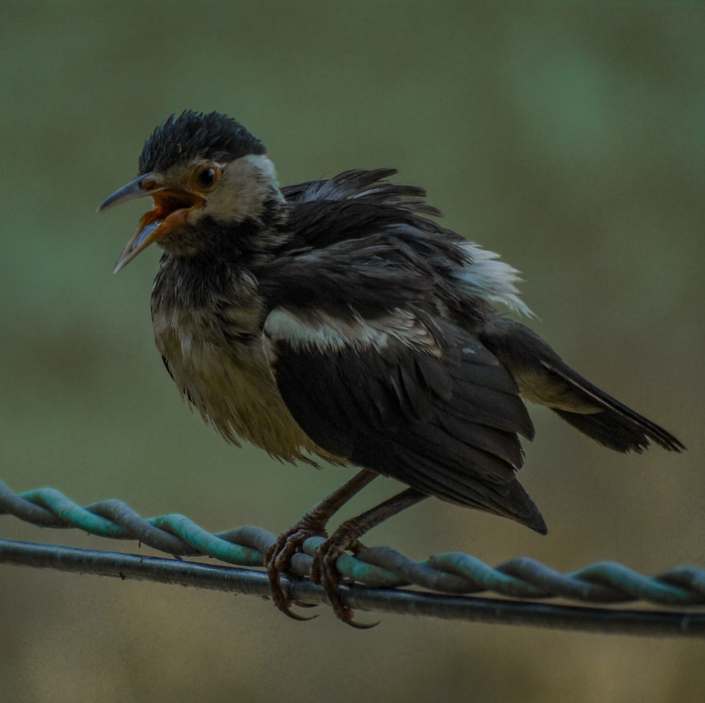 Ein Vogel mit langem Schnabel