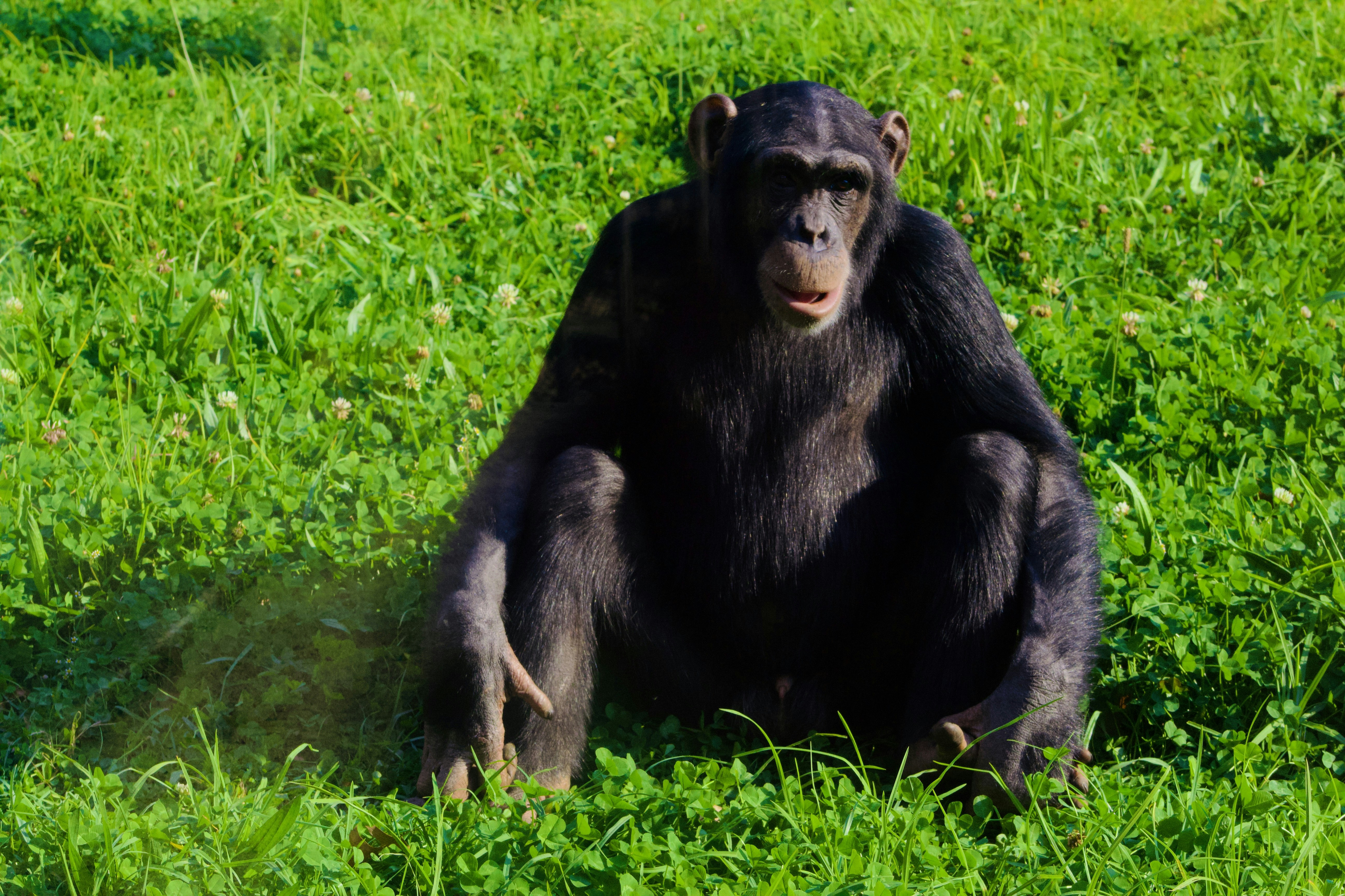 Johannesburg Zoo photo 2