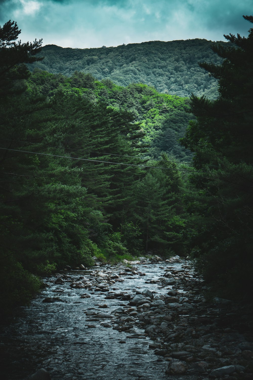 Un río que atraviesa un bosque
