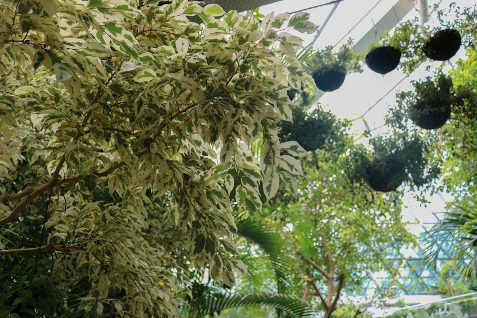 A lush indoor garden with various types of foliage and hanging plants. Sunlight filters through a glass roof, illuminating the variegated leaves and creating patterns of light and shadow.
