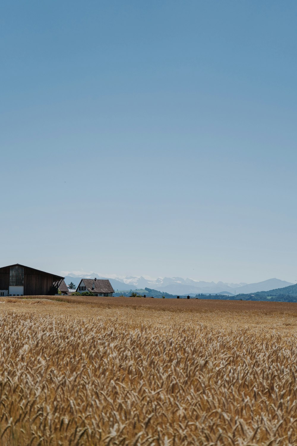 a field of wheat with mountains in the background