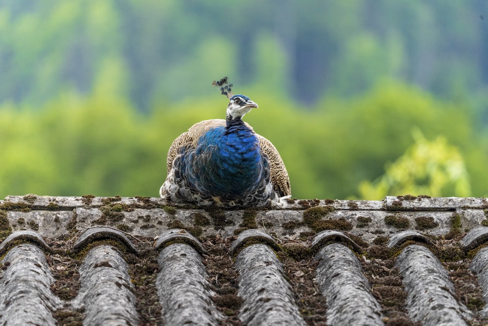 a bird sitting on a fence