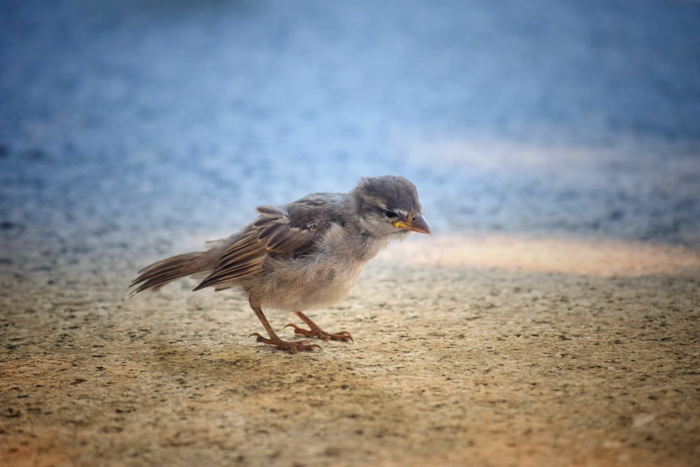 a bird walking on the beach